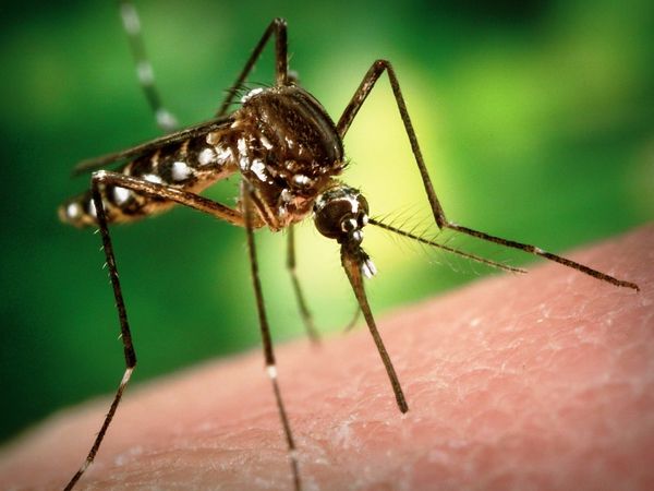 Що означає комарі?