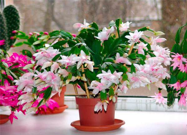 Натуральні добрива для кімнатних квітів. Красива кімнатна рослина – це, насамперед, правильний догляд та умови утримання.