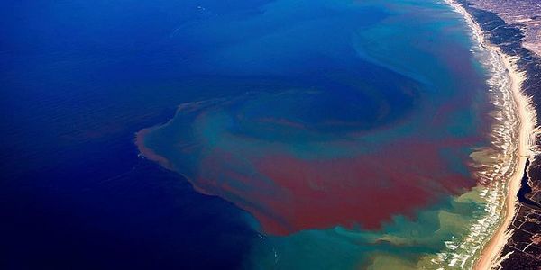 Режим НС оголошено у Флориді через червоні водорості. Розмноження токсичних червоних водоростей викликало так званий "червоний приплив" і загибель морських тварин, влада Флориди оголосила надзвичайний стан.