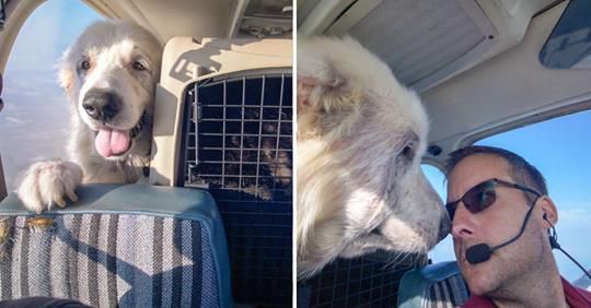 «Просто пасажир!!!». Радісний пес приєднався до пілота під час польоту. Неймовірна історія про те, як звичайний пес вижив і побував на борту літака.
