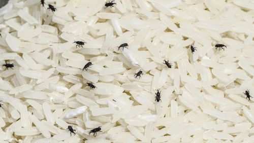 Врятувати свої припаси: боремося з жучками в крупі. Не панікуйте, якщо виявили личинки комах на своїй кухні.