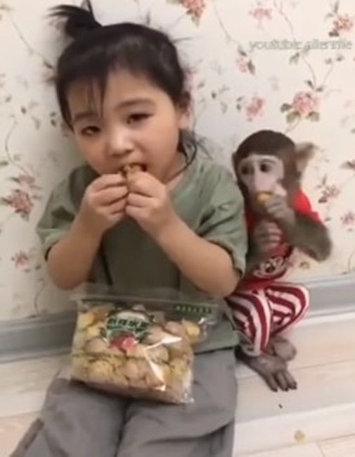 3-річна дівчинка бореться за їжу з мавпочкою - і це дуже смішно!. Дивіться відео.