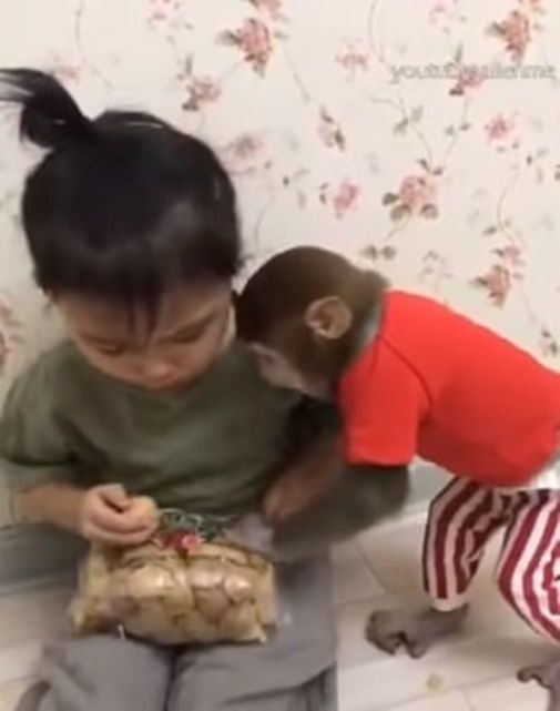 3-річна дівчинка бореться за їжу з мавпочкою - і це дуже смішно!. Дивіться відео.