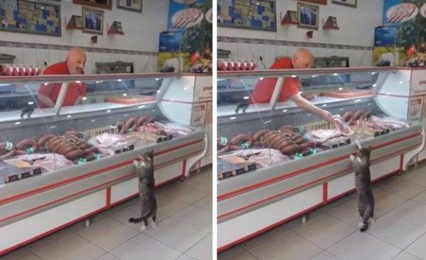 Кіт зайшов в м'ясну лавку і став вибирати м'ясо, поки продавець не запропонував те, що він хотів. Кіт знав, куди йти.