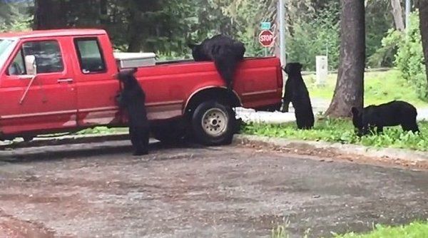 Ведмеді-грабіжники пограбували пікап на Алясці. І таке буває!