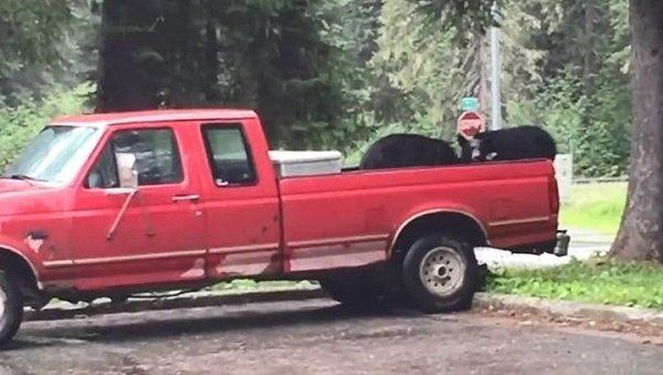 Ведмеді-грабіжники пограбували пікап на Алясці. І таке буває!