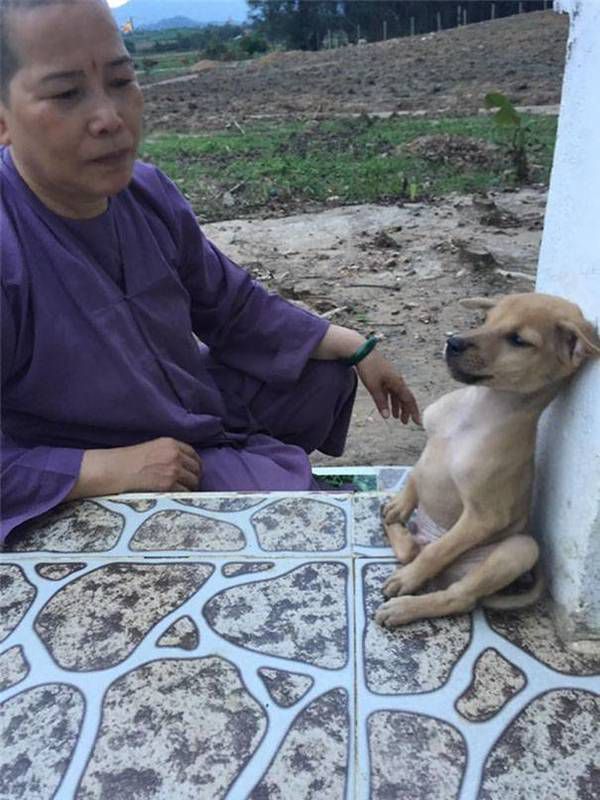 Бездомні цуценята з буддійського храму у В'єтнамі підкорили весь світ!. Буддійські черниці врятували життя двох милих цуценят.