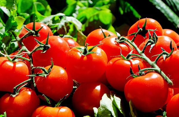 Корисні властивості свіжих помідорів для організму