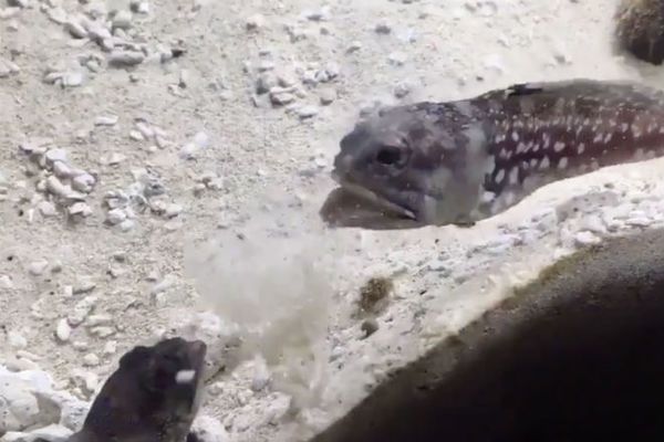 Як лаються риби в акваріумі. Дуже сміховинне відео!