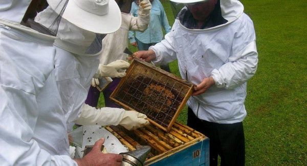 Україна займає перше місце в Європі та п'яте в світі по виробництву меду. 400 тис. бджолярів-щорічно виробляють 100 тис. тонн солодкого продукту.