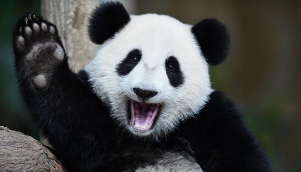 Новоспечена мама-панда завдяки кіперам зоопарку не здогадується, що у неї народилися близнята. Кмітливі працівники зоопарку підтримують життя новонароджених панд-близнюків, даючи по черзі кожного з них їх матері. Відео.