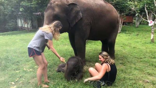 Маленьке слоненя ніяк не може припинити обіймати туристку. Туристка зі США не могла не сміятися, коли ще зовсім маленьке слоненя почало їй активно демонструвати свою любов. Дивіться відео.