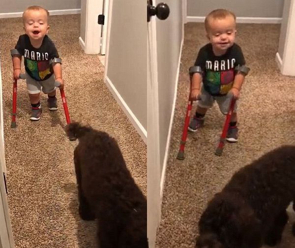 "Дивись, я можу ходити!". Зворушливе відео з малюком, який ділиться радістю з собакою. "Дивись, Меггі! Я можу ходити, Меггі!".