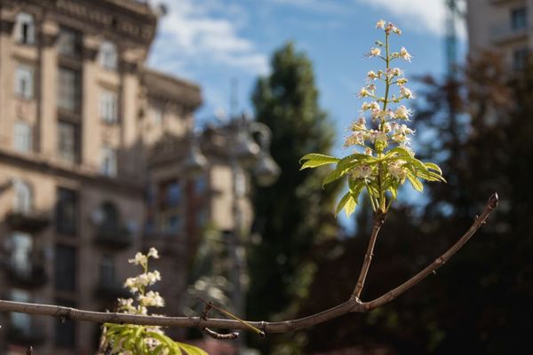 Оце новина!  В  Києві вдруге за рік розцвіли каштани. Квітучі дерева можна побачити в тому числі і на Хрещатику.