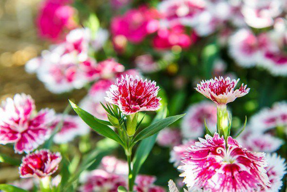 Що розповість про вас ваша улюблена  квітка?. Пропонуємо трішки поворожити на квітах - виберіть улюблену рослину і дізнайтеся, що вона може розповісти про вашої особистості.