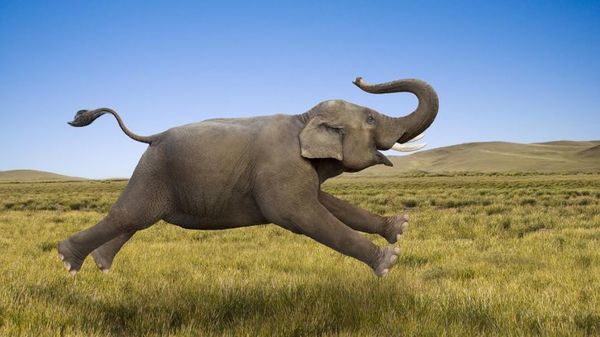 Слон напав на автомобіль з туристами на Шрі-Ланці. Тварина розбила скло і продовжила переслідування.