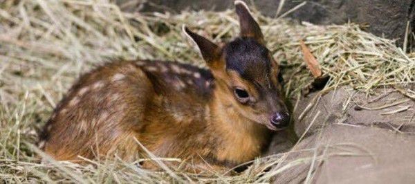 У Київському зоопарку народилося оленя мунтжак. Це самі маленькі олені в світі, розміром з собаку.