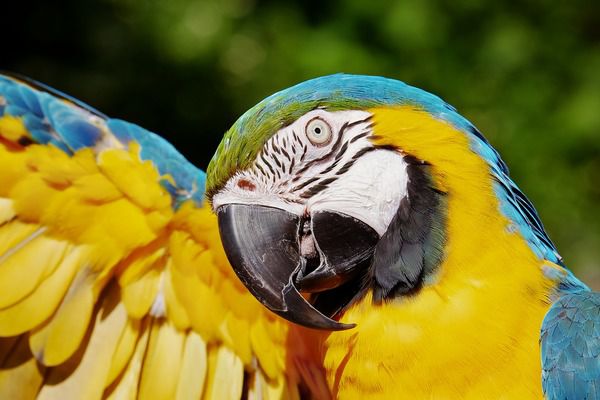 Вчені з'ясували, що папуги володіють здатністю бентежитися. Розуміння реакції папуг на спілкування і зорові контакти з людиною допоможе поліпшити їх існування в домашніх умовах.
