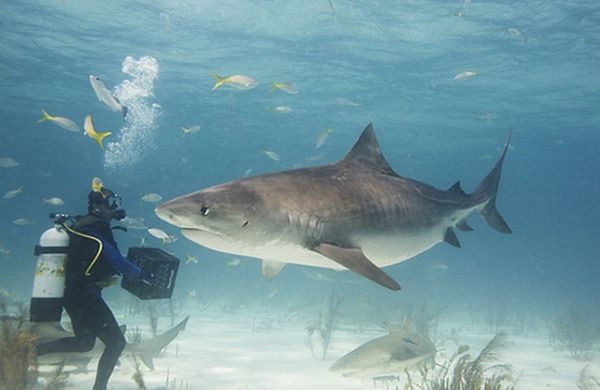 Де акули можуть з'їсти туриста: де водяться і які з них небезпечні?. Водяться акули по всьому світу, запливаючи в багато морів та берегові зони.