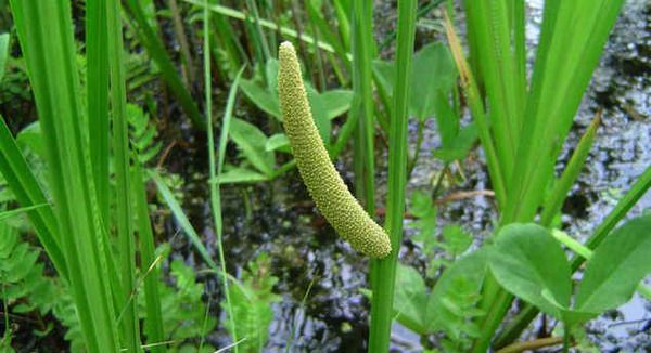З аїром фільтр не потрібен - дуже корисна рослина. У аїру болотного є особливість - він росте тільки в чистій воді.