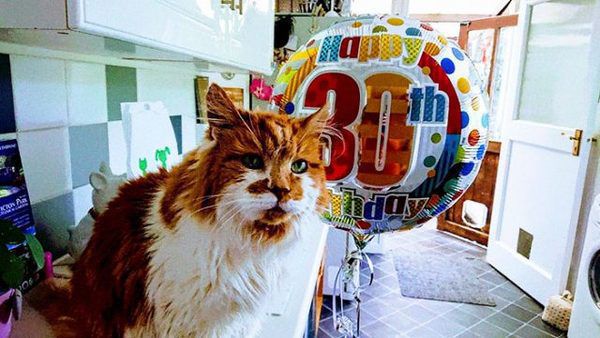 Кішка-довгожитель відзначила тридцятиріччя. Її власник, Мішель Фостер, отримала її кошеням на свій 20-й ювілейний день у 1988.