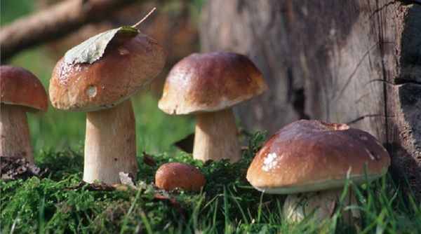 Названі дивовижні властивості лісових грибів. Гриби позитивно впливають на імунну систему.