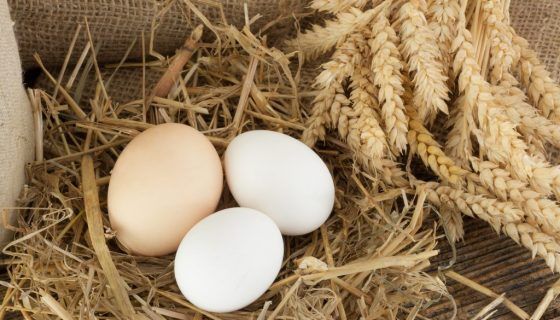 Біологи розкрили секрет тупого і гострого кінців у яєць. Американські біологи спостерігали за арктичними птахами і зробили свій висновок.