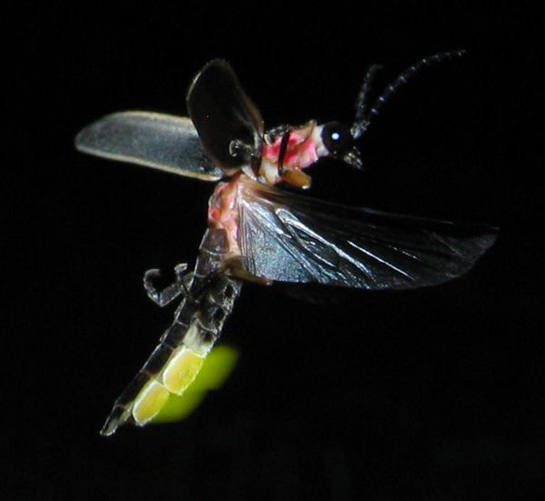 Для чого світяться жуки-світляки?. У новому дослідженні вчені показали, що спеціальні органи світіння необхідні світляку не тільки для залучення партнерів.