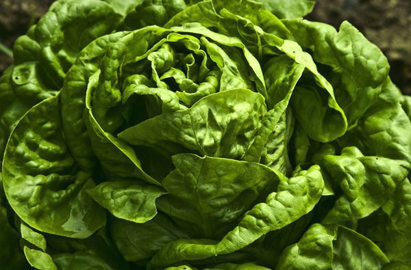 10 продуктів, здатних зберегти наш розум ясним. ЦІ продукти не тільки смачні, а ще й дуже потрібні нашому організму.