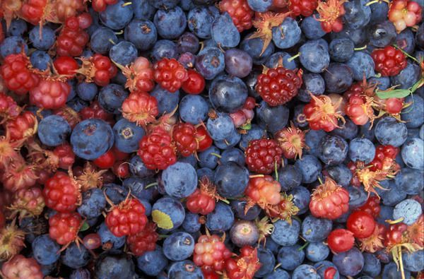 10 продуктів, здатних зберегти наш розум ясним. ЦІ продукти не тільки смачні, а ще й дуже потрібні нашому організму.