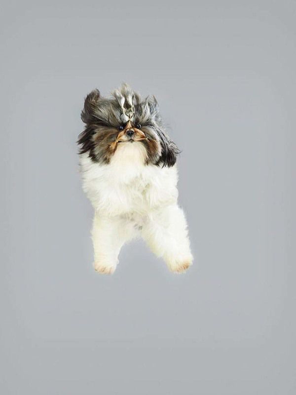 Для створення своїх кумедних портретів, фотограф змушує собак трохи «політати». Милота!