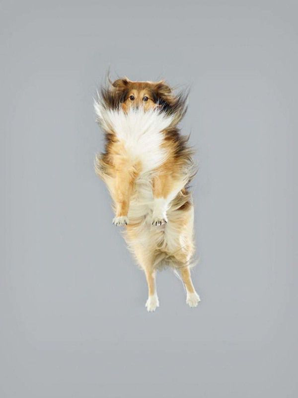 Для створення своїх кумедних портретів, фотограф змушує собак трохи «політати». Милота!