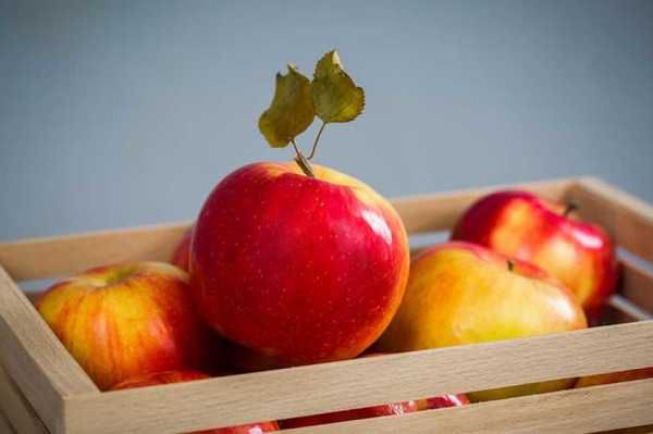 Медики назвали фрукт, який дуже корисний для кишечника. Головні причини, навіщо потрібно їсти яблука кожен день.