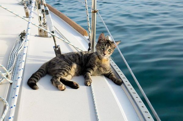 Ця пара покинула роботу, продала все і тепер подорожує на яхті по всьому світу зі своїм котом. А на що ви готові заради своєї мрії?