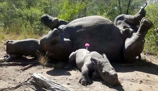 Хоробрий маленький носоріг, намагаючись врятувати свою маму від браконьєрів, сам потрапив під роздачу і ледь не загинув. хоробрий захисник своєї матері!