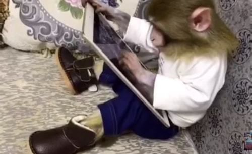 Дивіться: сьогодні навіть мавпи вміють користуватися планшетами!. Нікого не нагадує?