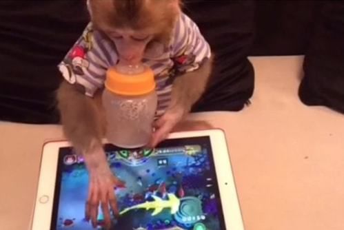 Дивіться: сьогодні навіть мавпи вміють користуватися планшетами!. Нікого не нагадує?