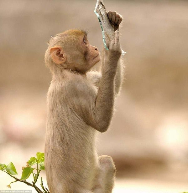 В Індії мавпа, знайшовши уламок дзеркала, стала пильно вивчати своє відображення. Кумедне мавпеня!