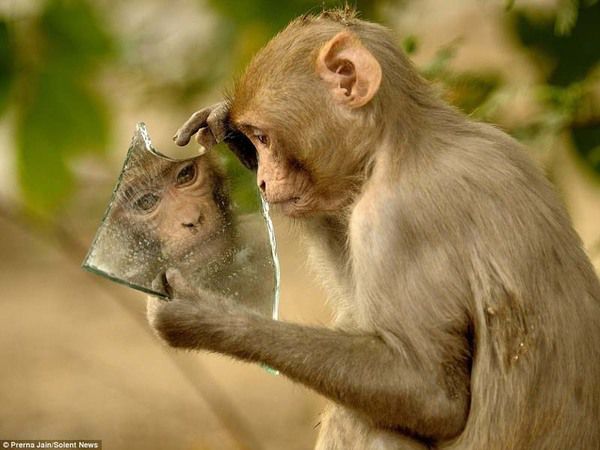 В Індії мавпа, знайшовши уламок дзеркала, стала пильно вивчати своє відображення. Кумедне мавпеня!
