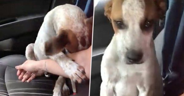 Зворушливе відео висловлення подяки врятованої собаки. У собак є дуже хороша і одночасно шкідлива звичка - довіряти людям.