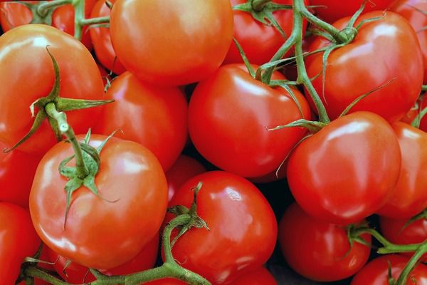 Чи знаєте Ви як правильно вибрати томат на насіння?. Для взяття насіння насамперед потрібно визначити, що Ви посадили: сорт або гібрид.