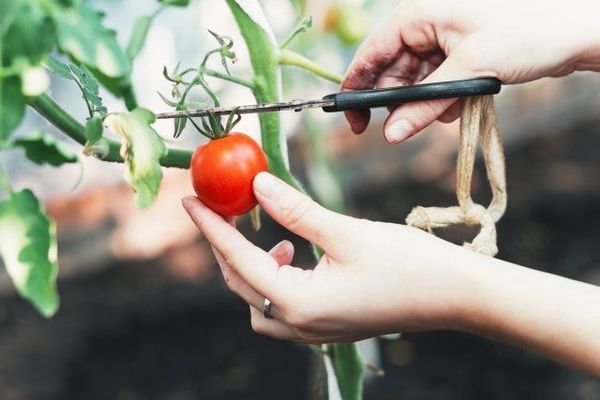 Як прискорити дозрівання зелених помідорів в домашніх умовах