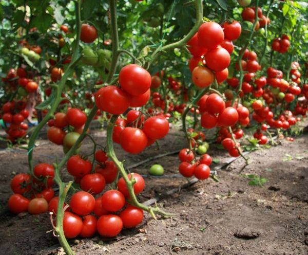 Ціни на тепличні помідори в Україні побили 5-річний рекорд. Овочі подорожчали відразу на 40%.