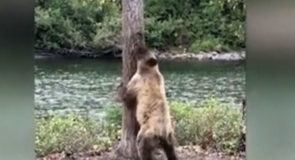 Рідкісні кадри: канадський ведмідь дуже мило вирішив почухатися. Ведмідь, якого він зняв, під час зйомки знаходився всього лише в декількох кроках від 58-річного фотографа.