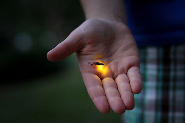 Американські вчені запропонували нове пояснення вогням нічних світлячків. Вчені пояснили, чому нічні світлячки світяться в темряві.