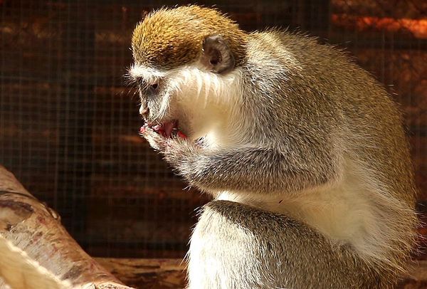 Харківські мавпи від спеки рятуються сорбетом. Поява таких десертів в раціоні у спеку для мавп не в новинку, подібним частуванням мавпочок часто балують.