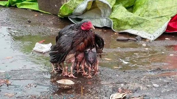 Мама курка захистила від дощу своїх курчат. Зворушливе відео. "Можливо, одного дня вони зрозуміють жертви, на які вона заради них йшла»...