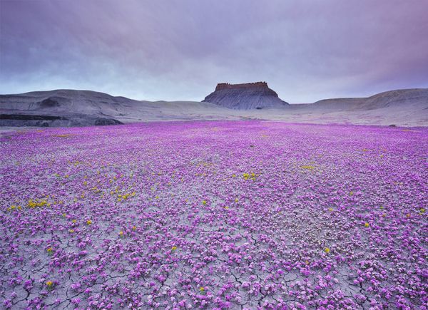 Квітуча пустеля Анза Боррего - краса природи не знає меж. На кордоні США (Каліфорнія) і Мексики існує унікальний національний парк Анза-Боррего.