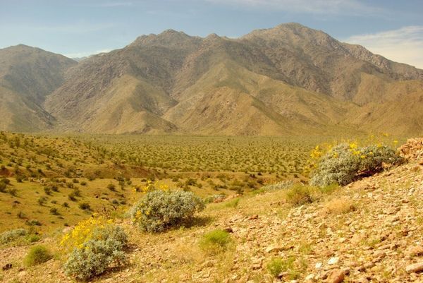 Квітуча пустеля Анза Боррего - краса природи не знає меж. На кордоні США (Каліфорнія) і Мексики існує унікальний національний парк Анза-Боррего.