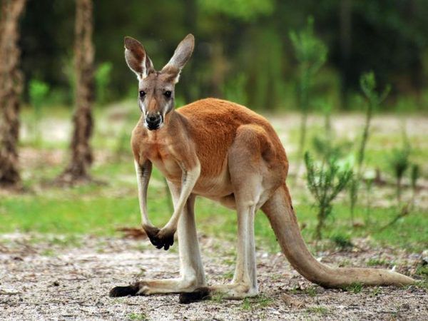 В Австрії  ловлять загадкового кенгуру-криптида. Дивовижна тварина з'являється на полях і в лісах неподалік від міста Кирхшлага.